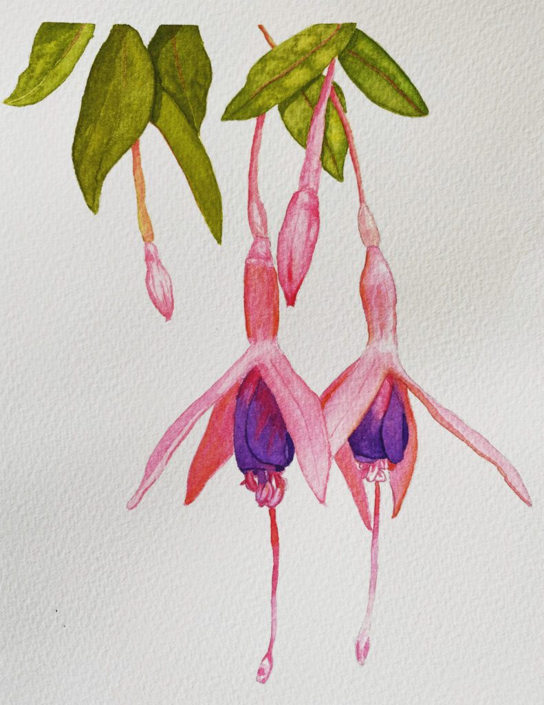 Pink Fuchsia watercolour painting