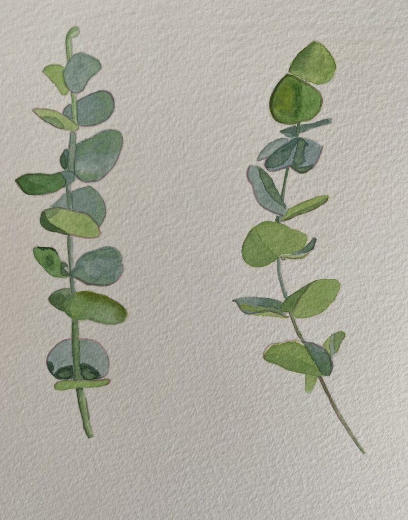 Eucalyptus leaves watercolour painting
