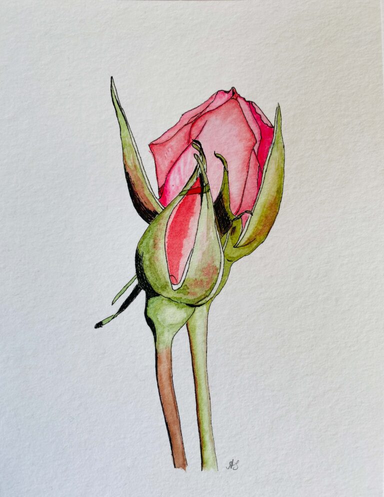 Painting The ‘Mum In A Million’ Rose In Watercolour