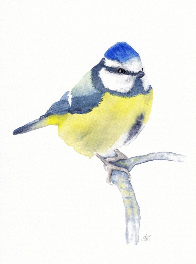 Watercolour painting of a blue tit bird