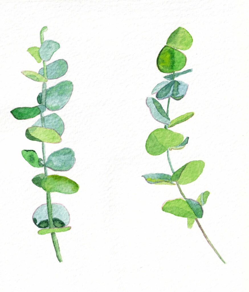 Watercolour painting of 2 eucalyptus leaves.